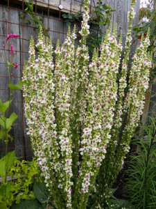 Lumanarica-Verbascum chaixii Wedding Candles