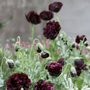 Mac Black Paeony