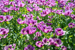 Mac Somniferum Single Lilac