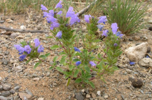 Mataciunea moldoveneasca-Dracocephalum moldavicum L.