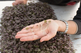 Microgreens