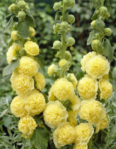 Nalba de gradina Double Yellow