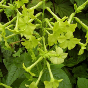 Nicotiana-Regina noptii Lime Green