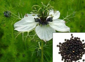 Nigella Sativa-Negrilica
