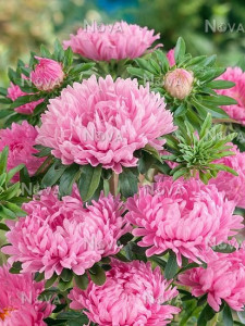 Ochiul boului-Callistephus chinensis Paeony Pink