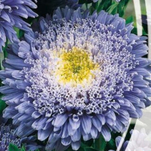 Ochiul boului-Callistephus chinensis Princess Blue
