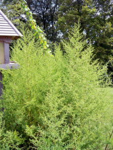 Pelinita-Artemisia Annua