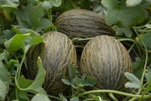 Pepene galben Piel de Sapo