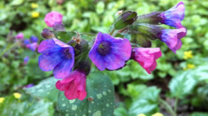 Plamanarica-Pulmonaria Officinalis