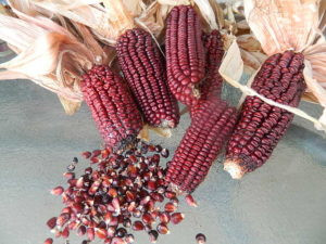 Porumb dulce Purple Corn