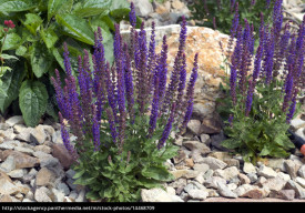 Salvia Nemorosa