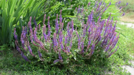 Salvia off.