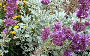 Salvia Pachyphylla