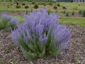 Salvia Rusa Perovskia Atriplicifolia
