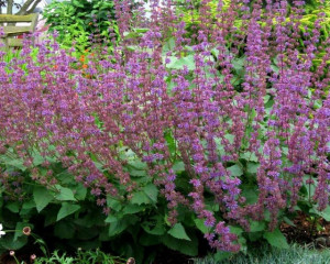 Salvia Verticillata Purple Rain
