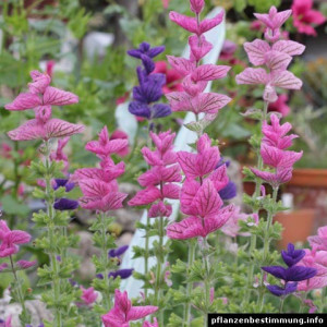 Salvia viridis mix