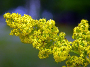 Sanziene galbene-Galium verum