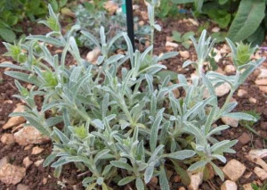 Sideritis Syriaca-Mountain tea