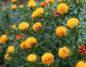 Sofranel-Carthamus tinctorius
