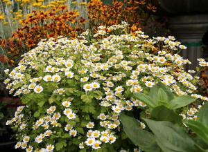 Spilcuta-Tanacetum parthenium