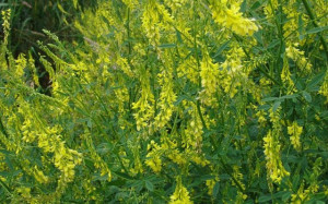 Sulfina-Melilotus officinalis