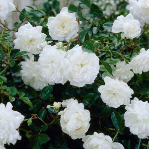 Trandafir Pitic White Fairy