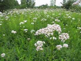 Valeriana-Valeriana officinalis