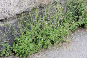 Verbena Officinalis