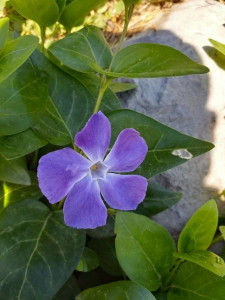 Vinca Major