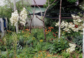 Yucca filamentosa