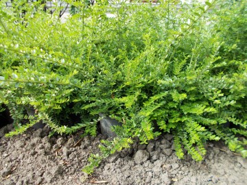 Lonicera Pileata