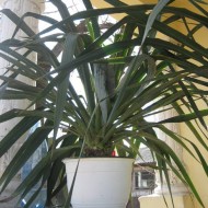 Yucca de gradina