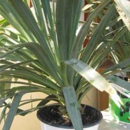 Yucca de gradina