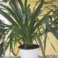 Yucca de gradina