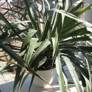 Yucca de gradina