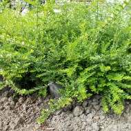Lonicera Pileata