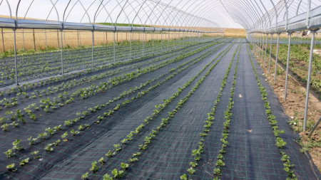Agrotextil Antiburuieni, Latime 1.5m, Lungime 100m, Negru