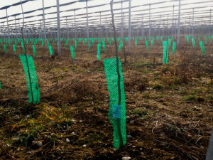 Plase protectie pomisori verde INOVECO, Verde, diametru 10cm