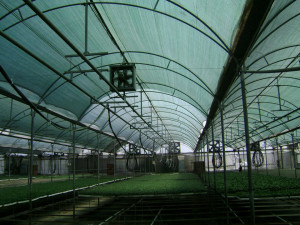 Plasa umbrire solar si sere 2X50m, grad umbrire 50%, verde