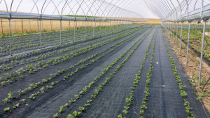 Agrotextil antiburuieni 1.60*100 m, negru