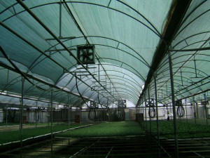 Plasa umbrire solar si sere 2X50 m, grad umbrire 80%, verde