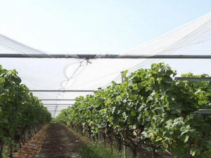 Plasa de protectie antigrindina1