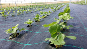 Agrotextil Antiburuieni, Latime 1.5m, Lungime 100m, Negru