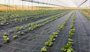Agrotextil Antiburuieni, Latime 2m, Lungime 100m, Negru