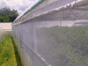 Plase protectie impotriva insectelor1