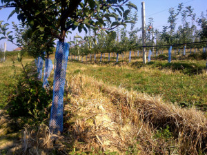 Plase protectie pomisori albastra INOVECO