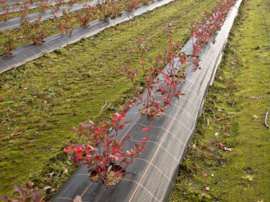 Agrotextil Antiburuieni, Latime 1m, Lungime 100m, Negru 4