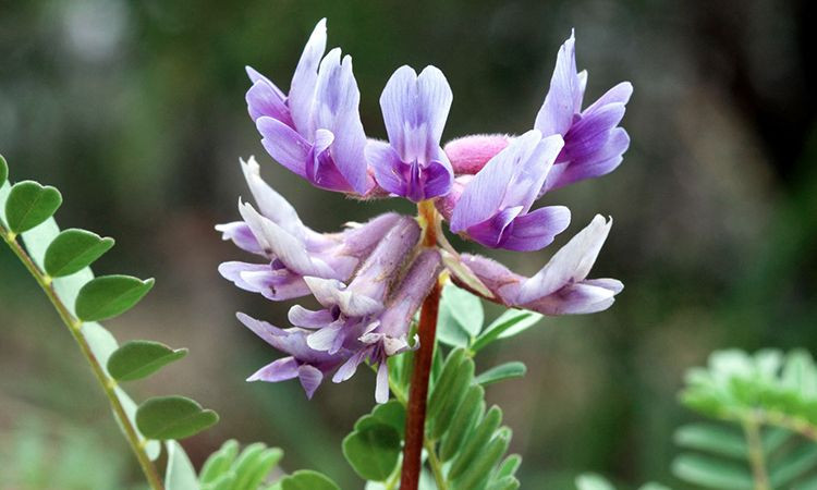 astragalus