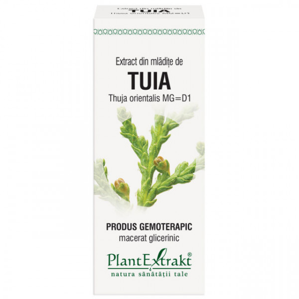 Extract din mladite de tuia (THUJA ORIENT.)