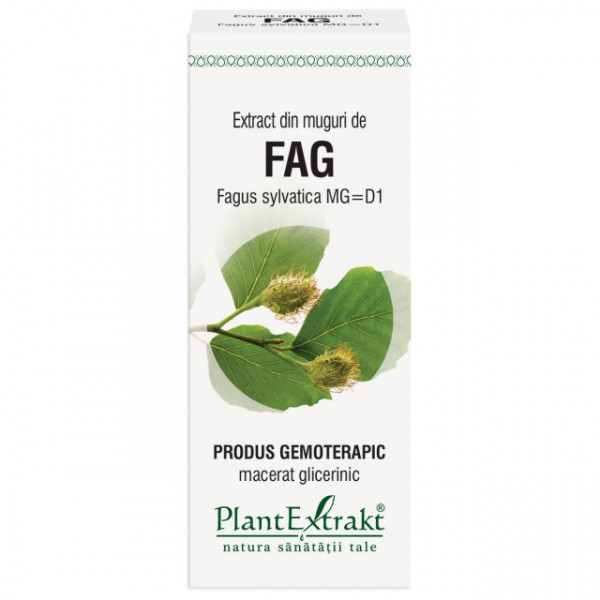 Extract din muguri de fag (FAGUS SYLVATICA)